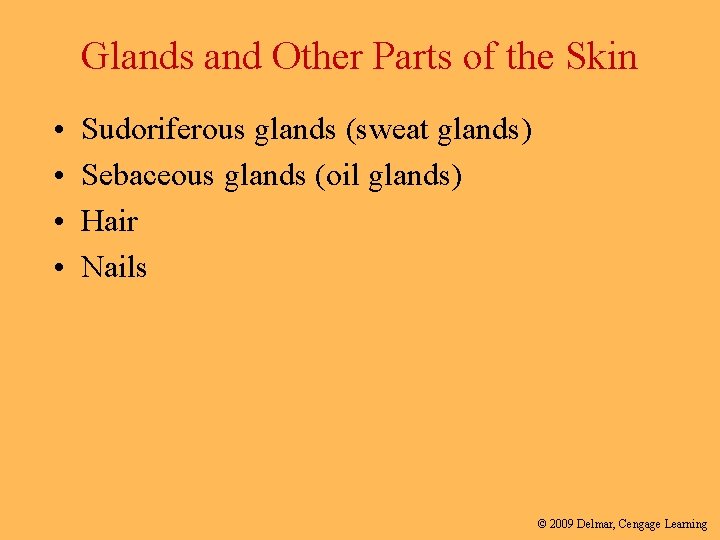 Glands and Other Parts of the Skin • • Sudoriferous glands (sweat glands) Sebaceous