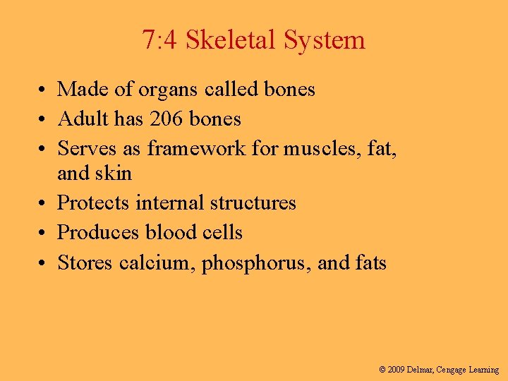7: 4 Skeletal System • Made of organs called bones • Adult has 206