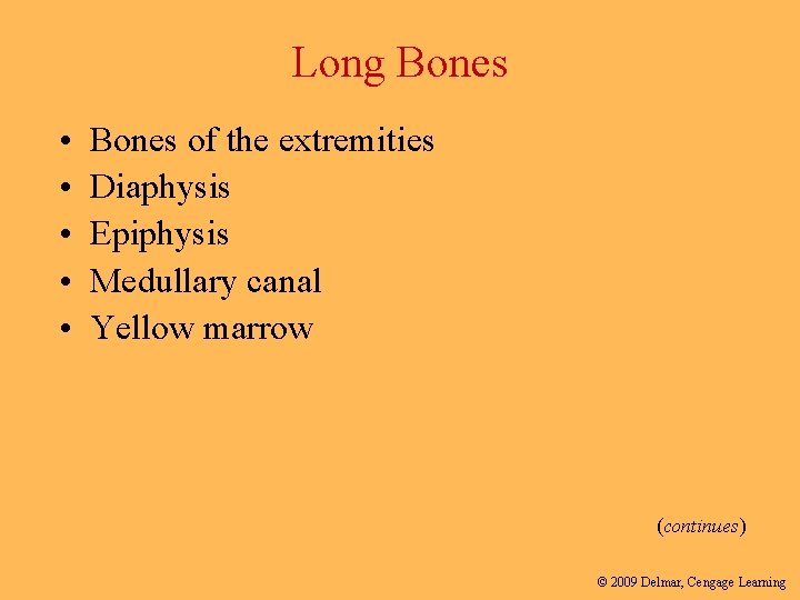 Long Bones • • • Bones of the extremities Diaphysis Epiphysis Medullary canal Yellow