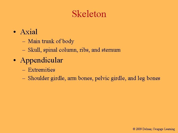 Skeleton • Axial – Main trunk of body – Skull, spinal column, ribs, and