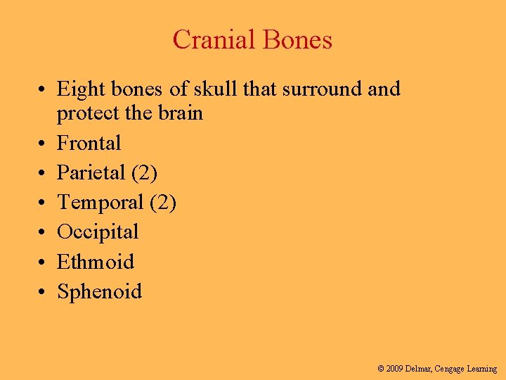 Cranial Bones • Eight bones of skull that surround and protect the brain •
