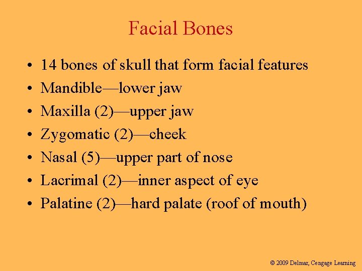 Facial Bones • • 14 bones of skull that form facial features Mandible—lower jaw
