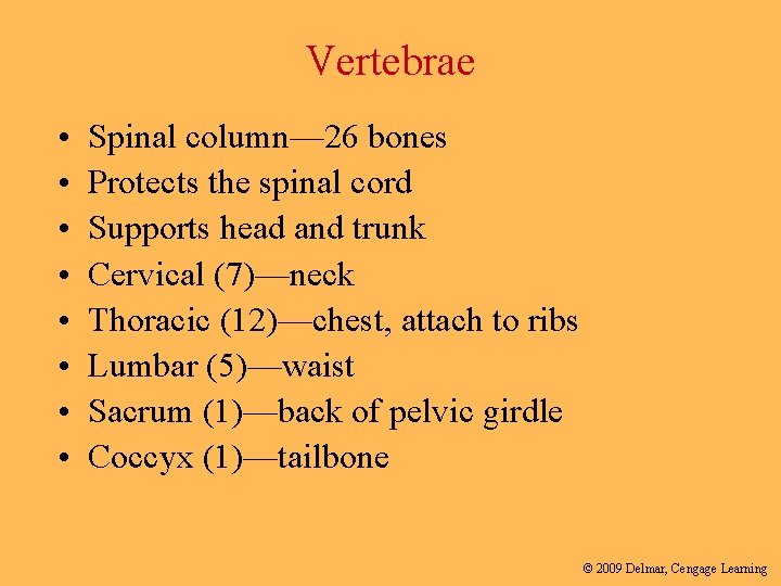 Vertebrae • • Spinal column— 26 bones Protects the spinal cord Supports head and
