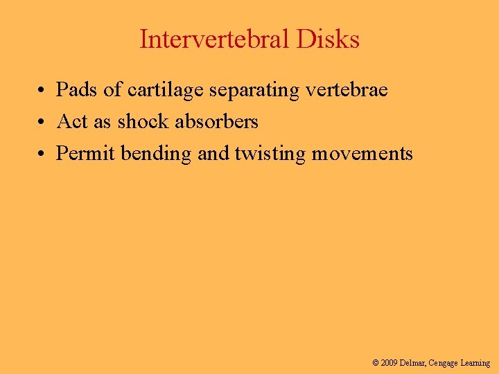 Intervertebral Disks • Pads of cartilage separating vertebrae • Act as shock absorbers •