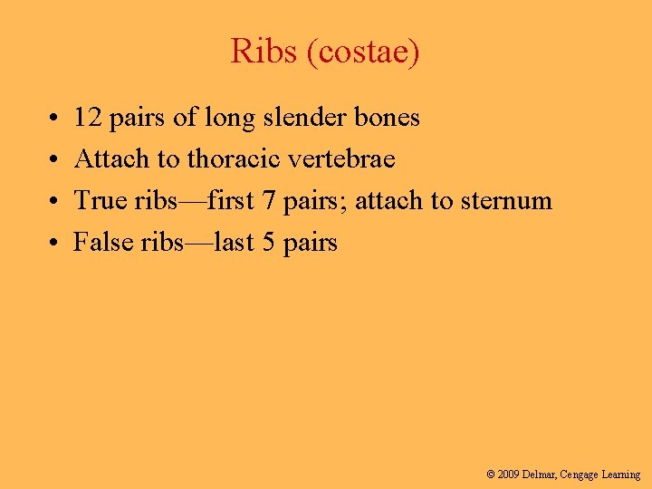 Ribs (costae) • • 12 pairs of long slender bones Attach to thoracic vertebrae