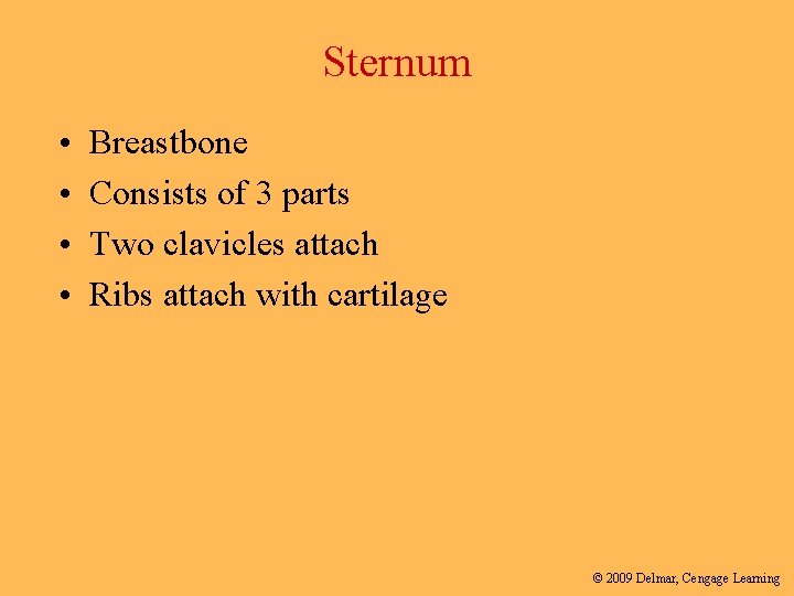 Sternum • • Breastbone Consists of 3 parts Two clavicles attach Ribs attach with