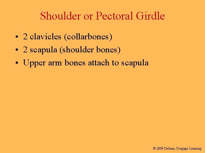 Shoulder or Pectoral Girdle • 2 clavicles (collarbones) • 2 scapula (shoulder bones) •