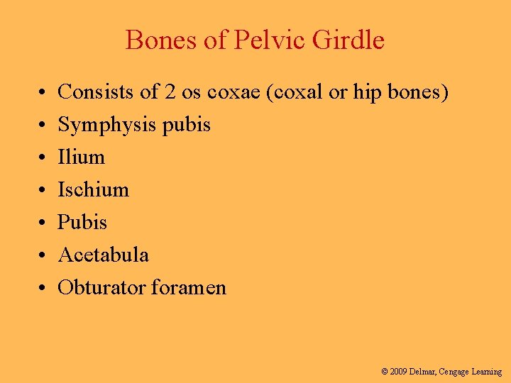 Bones of Pelvic Girdle • • Consists of 2 os coxae (coxal or hip