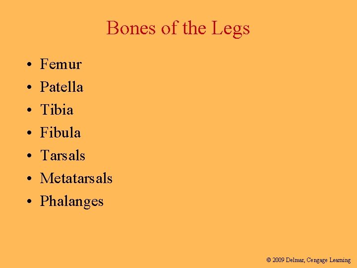 Bones of the Legs • • Femur Patella Tibia Fibula Tarsals Metatarsals Phalanges ©