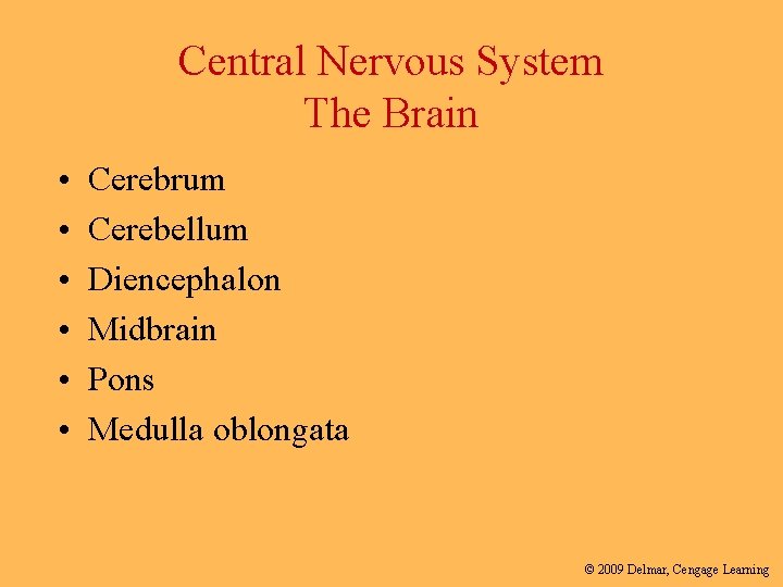 Central Nervous System The Brain • • • Cerebrum Cerebellum Diencephalon Midbrain Pons Medulla