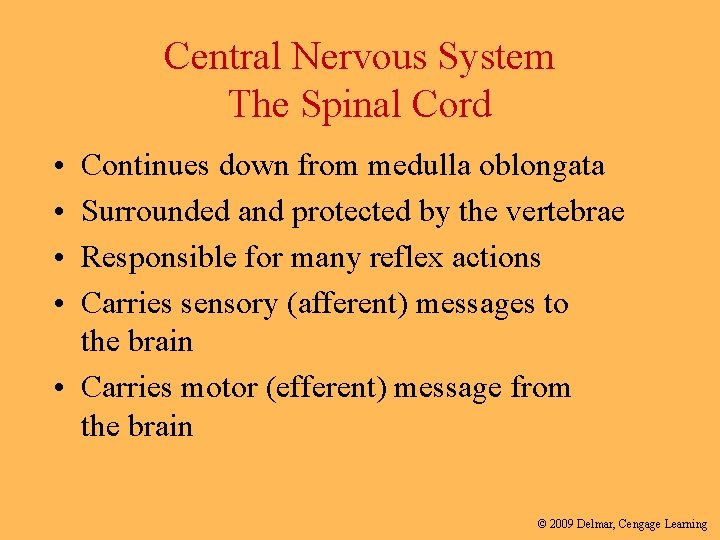 Central Nervous System The Spinal Cord • • Continues down from medulla oblongata Surrounded