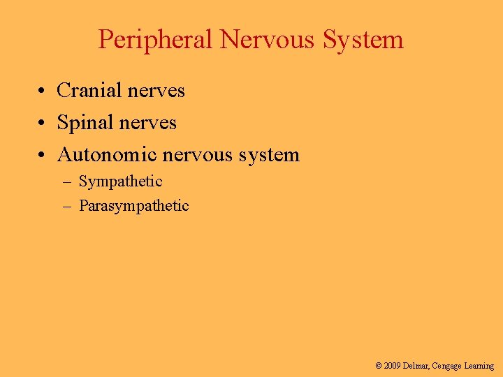 Peripheral Nervous System • Cranial nerves • Spinal nerves • Autonomic nervous system –