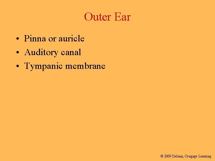 Outer Ear • Pinna or auricle • Auditory canal • Tympanic membrane © 2009