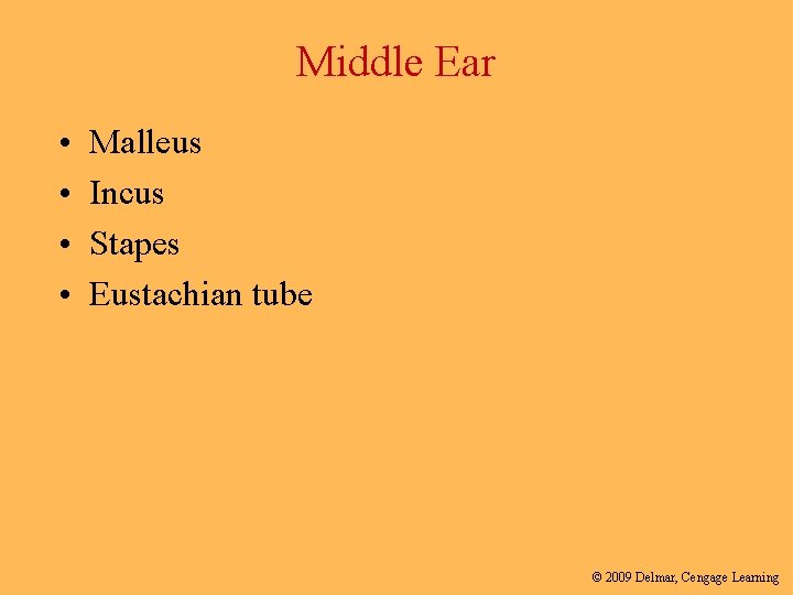 Middle Ear • • Malleus Incus Stapes Eustachian tube © 2009 Delmar, Cengage Learning
