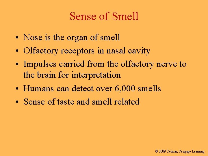 Sense of Smell • Nose is the organ of smell • Olfactory receptors in