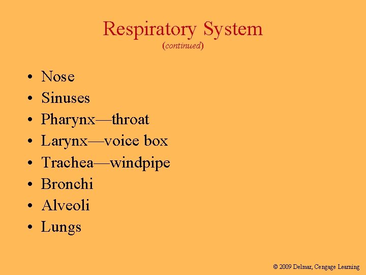Respiratory System (continued) • • Nose Sinuses Pharynx—throat Larynx—voice box Trachea—windpipe Bronchi Alveoli Lungs
