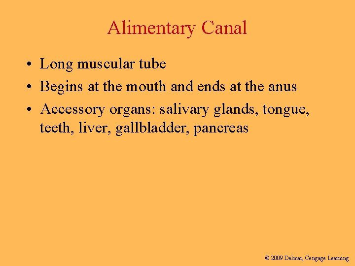 Alimentary Canal • Long muscular tube • Begins at the mouth and ends at