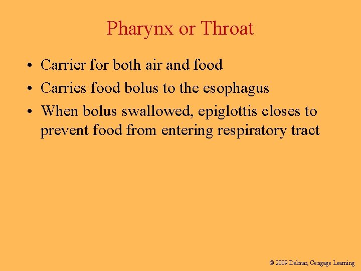 Pharynx or Throat • Carrier for both air and food • Carries food bolus