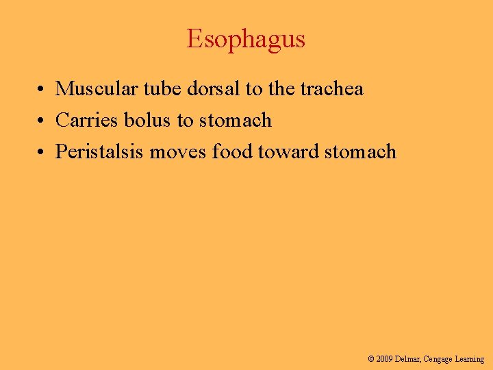Esophagus • Muscular tube dorsal to the trachea • Carries bolus to stomach •