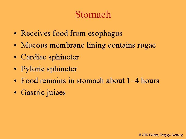 Stomach • • • Receives food from esophagus Mucous membrane lining contains rugae Cardiac