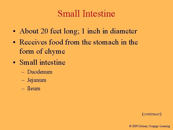 Small Intestine • About 20 feet long; 1 inch in diameter • Receives food