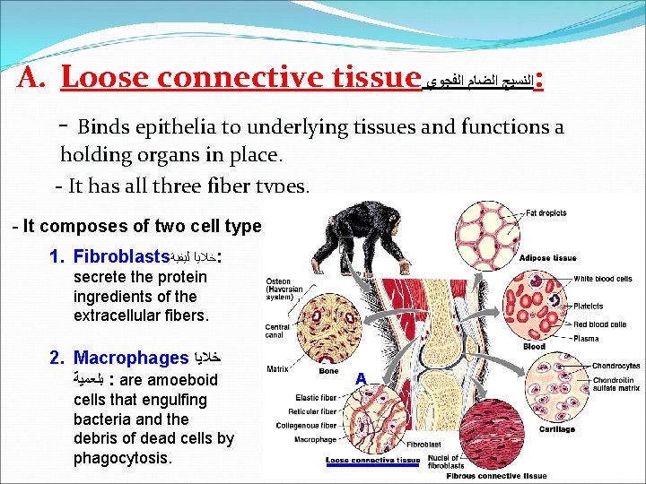 A. Loose connective tissue ﺍﻟﻨﺴﻴﺞ ﺍﻟﻀﺎﻡ ﺍﻟﻔﺠﻮﻱ : - Binds epithelia to underlying tissues