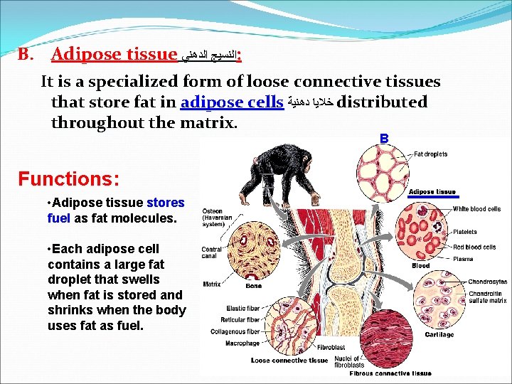 B. Adipose tissue ﺍﻟﻨﺴﻴﺞ ﺍﻟﺪﻫﻨﻲ : It is a specialized form of loose connective