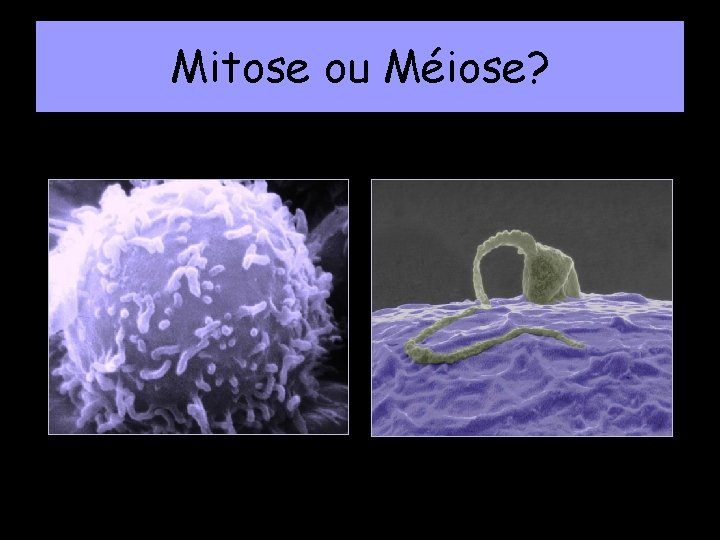 Mitose ou Méiose? 