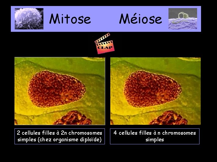 Mitose 2 cellules filles à 2 n chromosomes simples (chez organisme diploïde) Méiose 4
