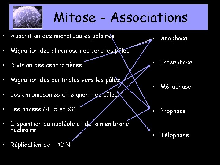 Mitose - Associations • Apparition des microtubules polaires • Anaphase • Migration des chromosomes
