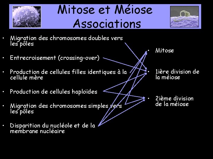 Mitose et Méiose Associations • Migration des chromosomes doubles vers les pôles • Entrecroisement