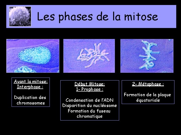 Les phases de la mitose Avant la mitose: Interphase : Duplication des chromosomes Début