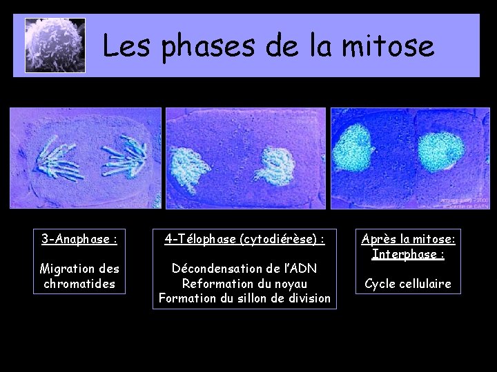 Les phases de la mitose 3 -Anaphase : 4 -Télophase (cytodiérèse) : Migration des
