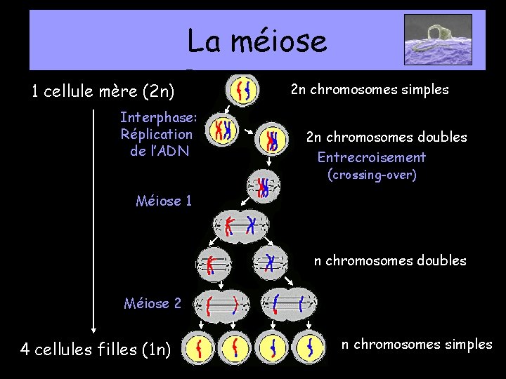 La méiose 1 cellule mère (2 n) Interphase: Réplication de l’ADN 2 n chromosomes