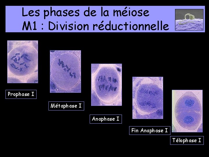 Les phases de la méiose M 1 : Division réductionnelle Prophase I Métaphase I