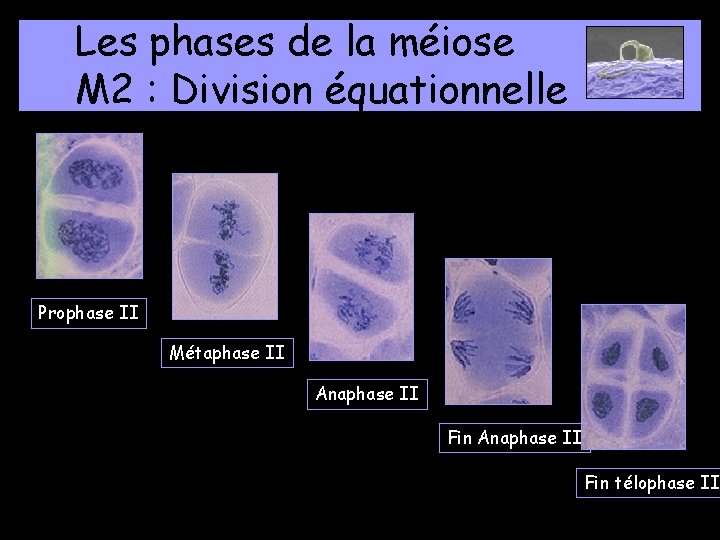 Les phases de la méiose M 2 : Division équationnelle Prophase II Métaphase II