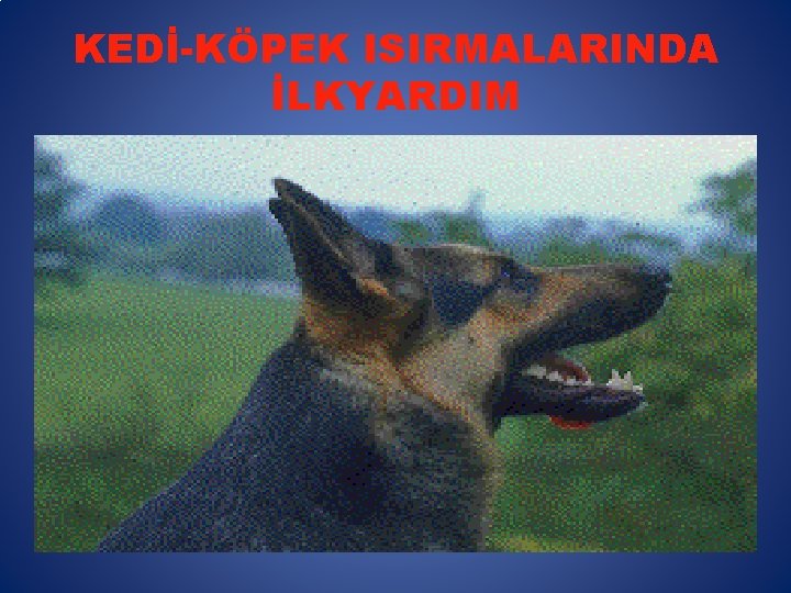 KEDİ-KÖPEK ISIRMALARINDA İLKYARDIM 