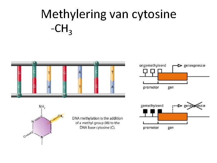 Methylering van cytosine -CH 3 