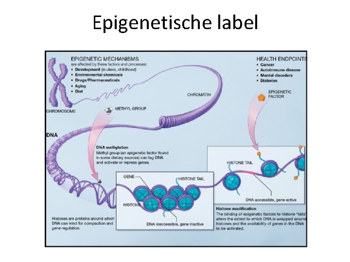 Epigenetische label 