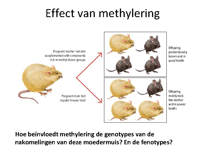 Effect van methylering Hoe beïnvloedt methylering de genotypes van de nakomelingen van deze moedermuis?