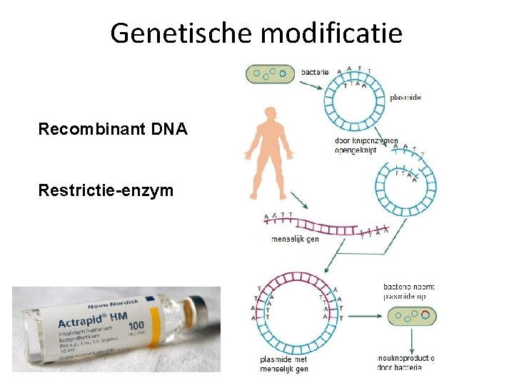 Genetische modificatie Recombinant DNA Restrictie-enzym 