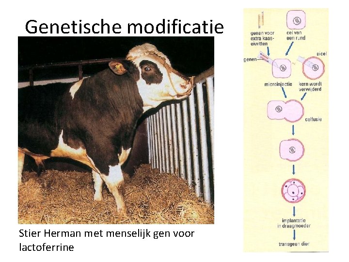 Genetische modificatie Stier Herman met menselijk gen voor lactoferrine 