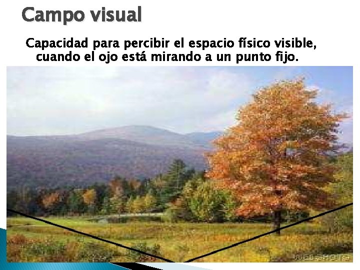 Campo visual Capacidad para percibir el espacio físico visible, cuando el ojo está mirando