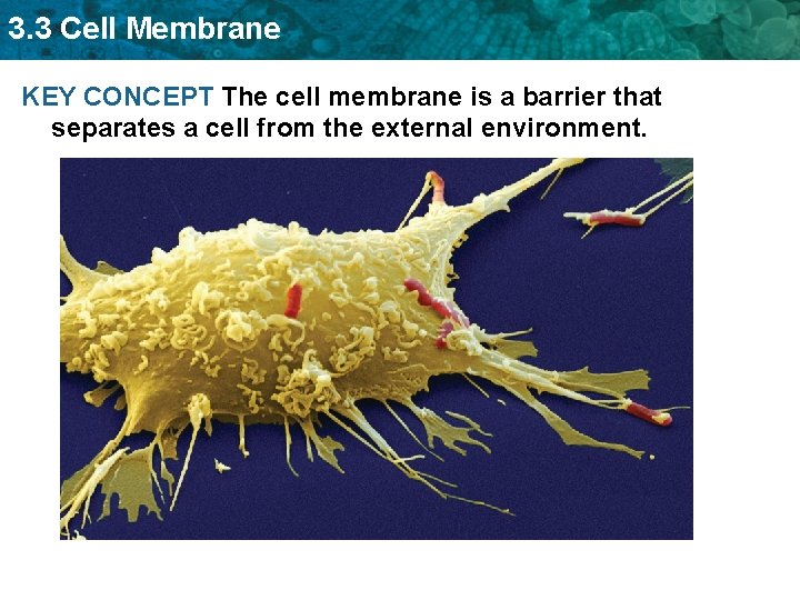 3. 3 Cell Membrane KEY CONCEPT The cell membrane is a barrier that separates