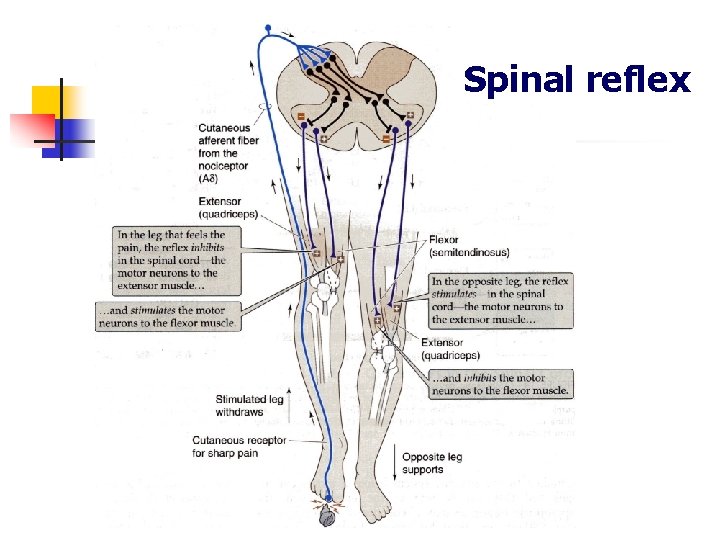 Back Reflex Chapter 1 Introduction to Physiology Jun Xia Xie
