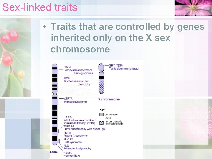 Sex-linked traits • Traits that are controlled by genes inherited only on the X