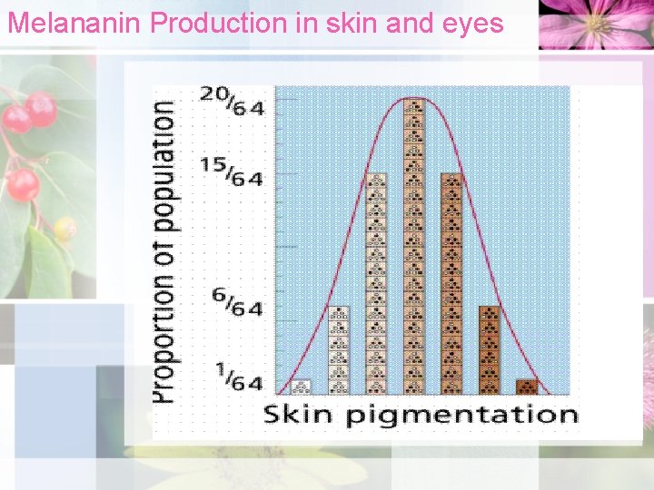 Melananin Production in skin and eyes 