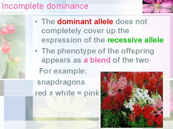 Incomplete dominance • The dominant allele does not completely cover up the expression of