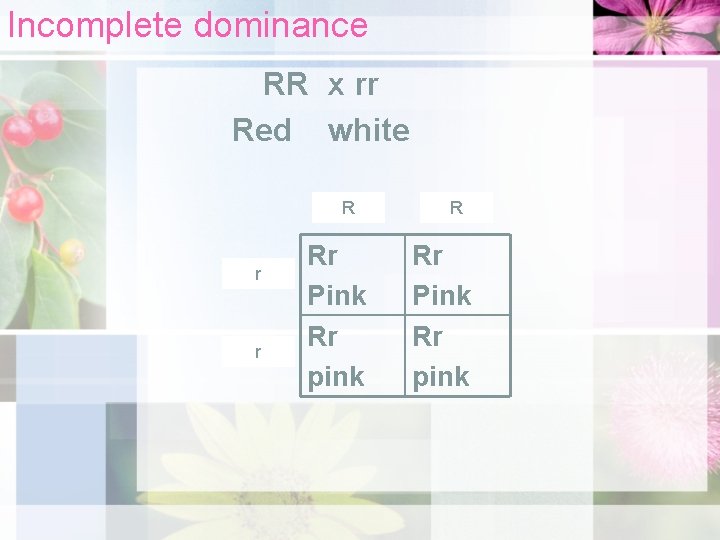 Incomplete dominance RR x rr Red white R r r Rr Pink Rr pink