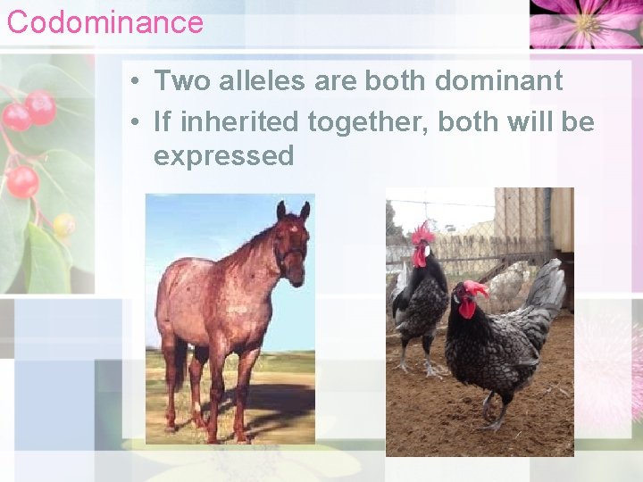 Codominance • Two alleles are both dominant • If inherited together, both will be
